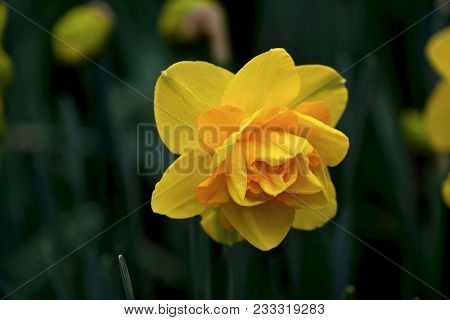 Yellow Daffodil Hybrid Flower. Roozengaarde.  Mt Vernon. Washington. Usa.