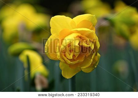 Yellow Daffodil Hybrid Flower. Roozengaarde. Mt Vernon. Washington. Usa.