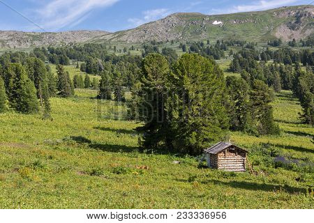 An Old Log Cabin In A Coniferous Forest In The Altai Krai Mountains.
