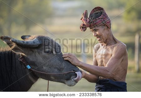 Buffalo