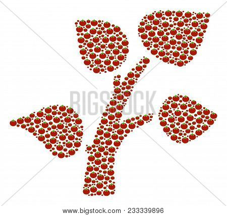 Plant Tree Collage Of Tomato Vegetables. Vector Tomato Vegetable Objects Are Grouped Into Plant Tree