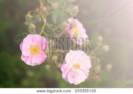 Fresh Pink Foribunda Rosees With Buds Blooming In Garden