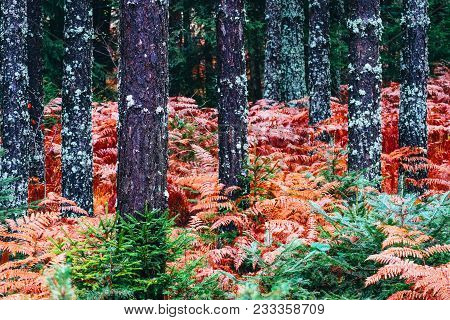 Colorful Fall Season Pine Dark Creepy Forest. Photo Depicting Autumn Misty Pine Tree Backwoods, Red 