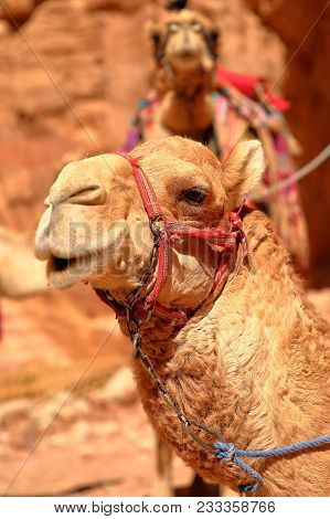 Portrait Of Camels In Petra, Jordan, Middle East