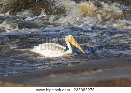 Great White Pelicans (pelecanus Onocrotalus) Flying Over To Canadian North For Mating At Slave River