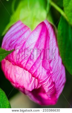Hibiscus Moscheutos Of Malvaceae Family. Blooming Flower Close Up. Floral Background. Shallow Depth