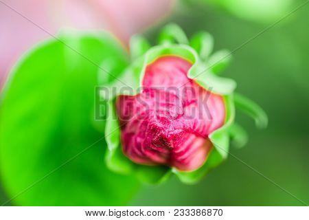 Hibiscus Moscheutos Of Malvaceae Family. Blooming Flower Close Up. Floral Background. Shallow Depth