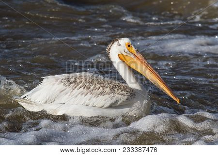 White Pelicans Flying Over To Far North For Mating At Slave River, Pelican Rapids, Ft. Smith, Northw