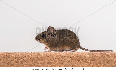 Side View Of A Wood Mouse, Apodemus Sylvaticus, Sitting On A Cork Brick With Light Background, Tail 