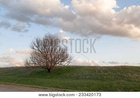 Lonely Tree In The Desert Against The Sky. Endless Steppe Landscape On A Clear Spring Evening.