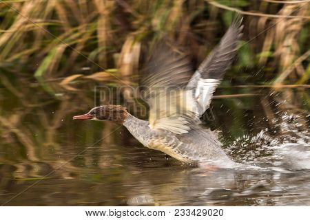 Common Merganser Or Goosander On A Lake