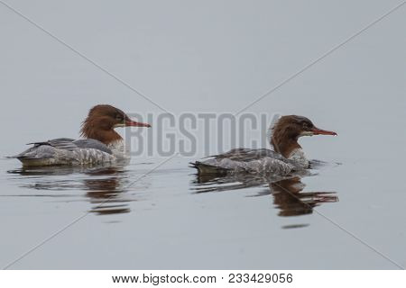 Common Merganser Or Goosander On A Lake