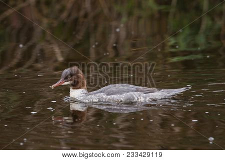 Common Merganser Or Goosander On A Lake