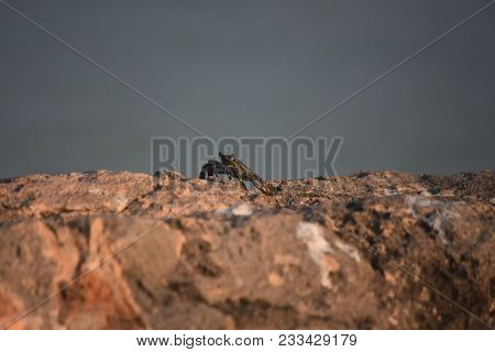 Sea Crab Creeping Along Large Rock Boulders.