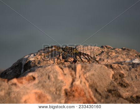 Fantastic Capture Of A Sea Crab Up Close And Personal.