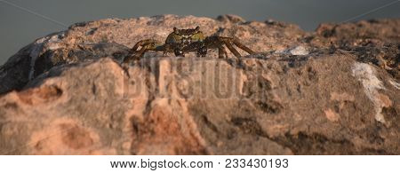 Large Sea Crab Sitting On A Rock Jetty In Aruba.