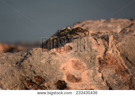 Face Of A Crab Balancing On Rocks In Aruba.