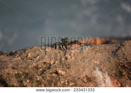 Crab Creeping Along The Edge Of A Rock In Aruba.
