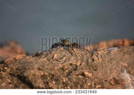 Great Aruba Grey Swimming Crab On A Rocky Boulder.