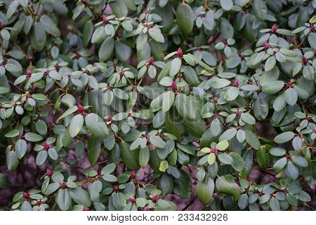 Close Up Of Rhododendron Williamsianum Plant, Szechuan