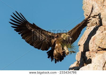 Flying Griffon Vulture  Gyps Fulvus In Front Of  Montains
