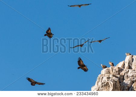 Flying Griffon Vulture  Gyps Fulvus In Front Of  Montains