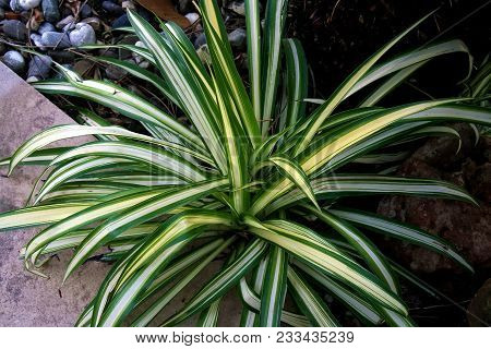 Chlorophytum Comosum -spider Plant Is A Houseplant