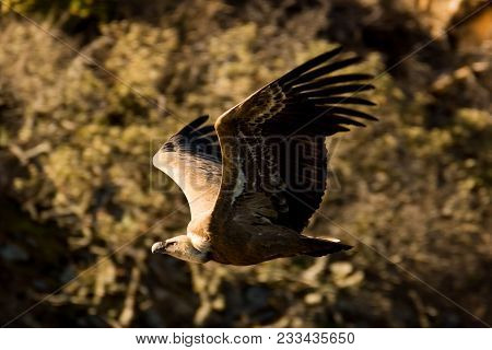 Flying Griffon Vulture  Gyps Fulvus In Front Of  Montains