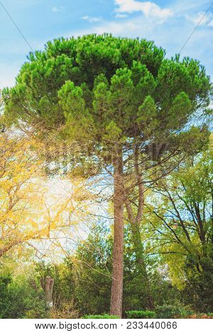 Green Pine Tree On Blue Sky Background