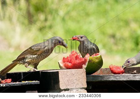 Two Female Satin Bowerbirds By A Feeder