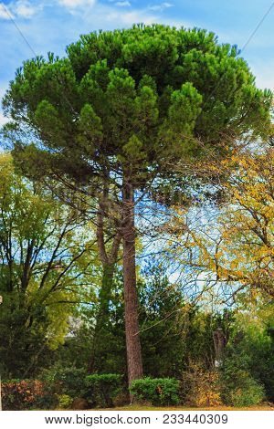 Green Pine Tree On Blue Sky Background