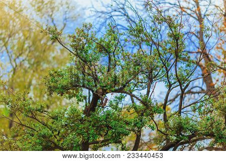 Green Pine Tree On Blue Sky Background