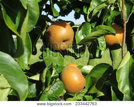 Nashi Pears Known Also As Apple Pears Hanging On The Tree . Pyrus Pyrifolia Is A Species Of Pear Tre