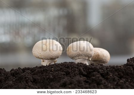 Fresh Mashrooms In The Ground. Champignons Growing In The Ground