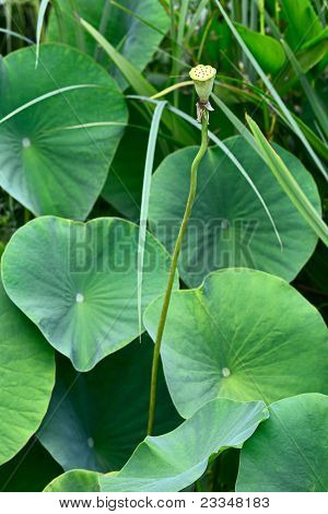 Osivo Pod Lotus, se zelenými listy rostliny v pozadí