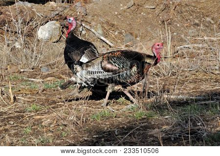 Two Merriam Wild Tom Turkeys Looking For Food In The New Growth Of Spring