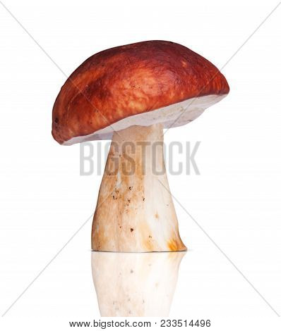 One White Mushroom. Isolated On White Background
