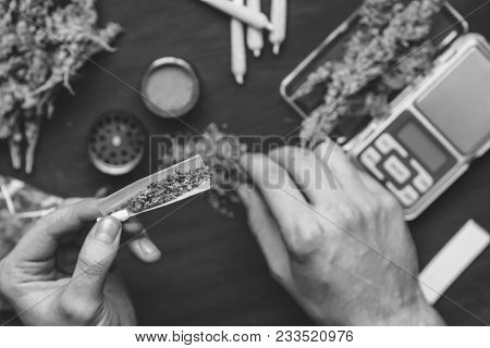 The Man Twists The Canth From Fresh Marijuana