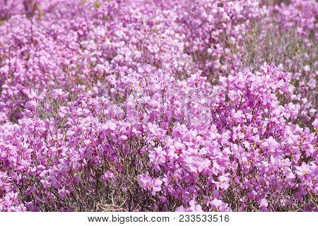 Azalea Flower From Goryeosan Azalea Festival Which Is Held At The End Of April Every Year. Goryeosan