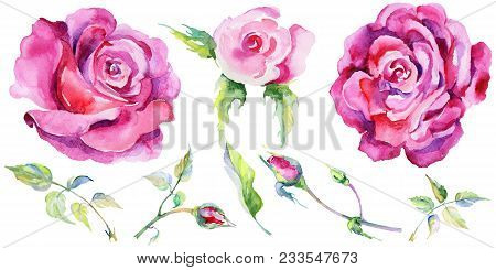 Wildflower Rose Flower In A Watercolor Style Isolated. Full Name Of The Plant: Rose, Rosa, Hulthemia