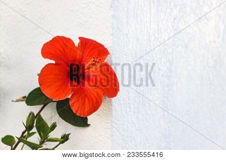 Amaryllis Red Flower On The Wall Background.