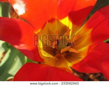 Tulipa Linifolia The Flax-leaved Tulip Or Bokhara Tulip
