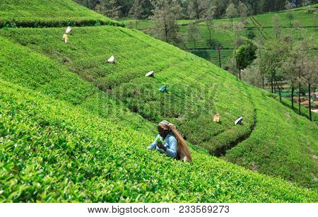 Nuwara Eliya,SRI LANKA - Mach 13 : Female tea picker in tea plantation in Mackwoods, Mach 13, 2017.tea industry.
