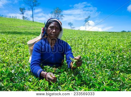 Nuwara Eliya,SRI LANKA - Mach 13 : Female tea picker in tea plantation in Mackwoods, Mach 13, 2017.tea industry.