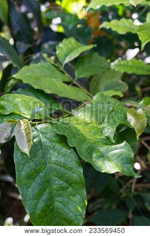 Coffea Arabica Rubiaceae Plant With Green Leaves From East Africa