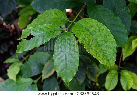Coffea Arabica Rubiaceae Plant With Green Leaves From East Africa