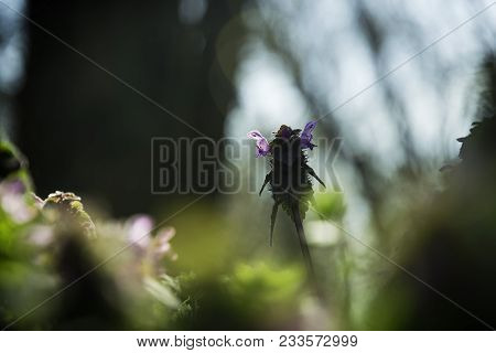 Close Up Photo Of Early Spring Flower In The Field With Soft Focus And Strong Contrast. Beautiful Pu