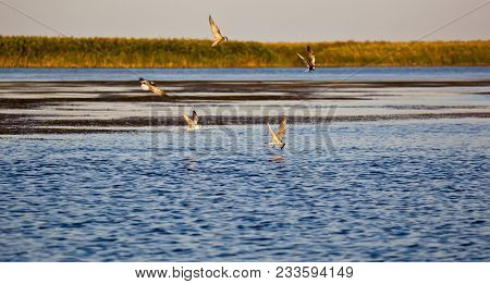 Birds On Fishing In The Volga Delta. Astrakhan Region. Russia.