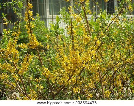 Forsythia Is A Genus Of Flowering Plants In The Olive Family Oleaceae