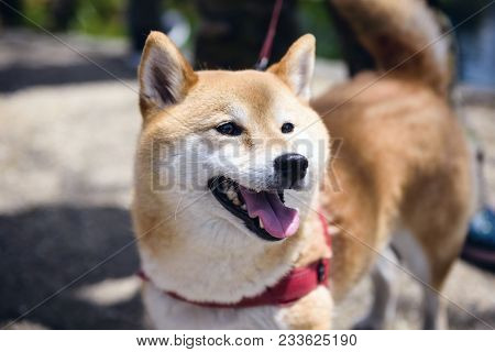 Adorable Akita Inu Puppy Dog